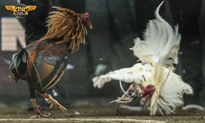 Chi tiết giới thiệu đá gà Kingfun cho người mới 