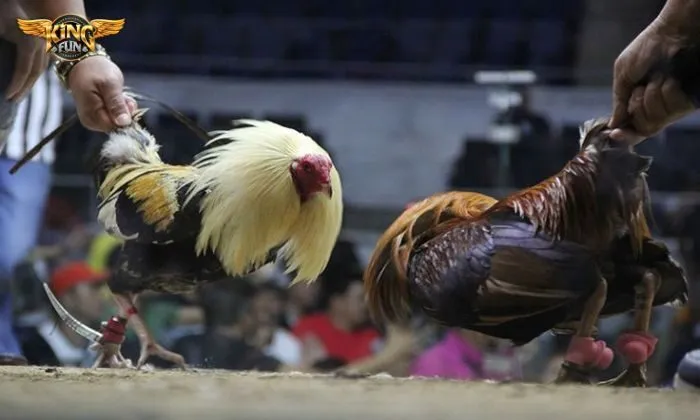 Thu thập thông tin giúp soi kèo kê đấu chuẩn xác 